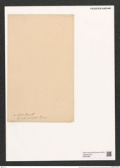 Gephyria media Arn. (de-Toni-Nr.: Genus 102, Species 3112) Zeichnungen Sammlung Grunow (NHMW-BOT-W0374993)